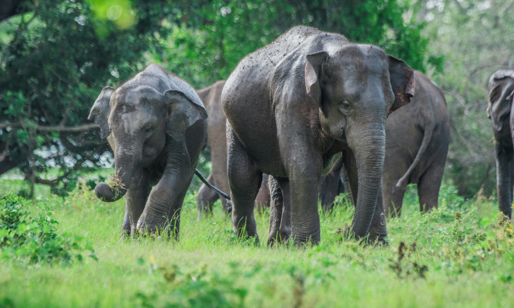 Éléphants dans un orphelinat au Sri Lanka
