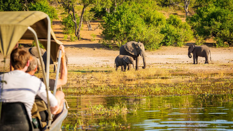 Safari en voyage de groupe