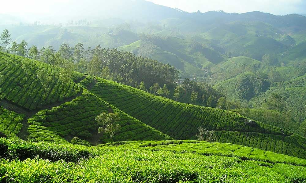 Traditours-visite-plantation-Inde-the