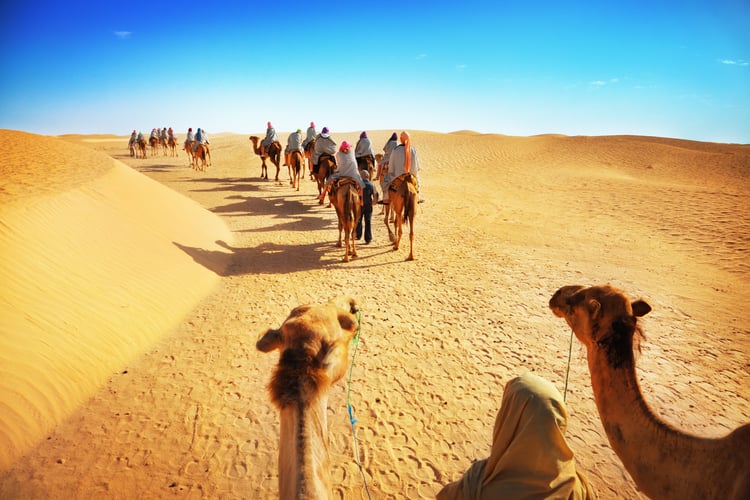 Chameaux dans le désert du Sahara