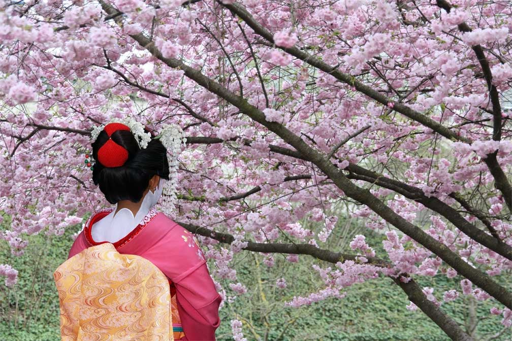 Une geisha en tenue traditionnelle se tient sous un cerisier en fleurs.