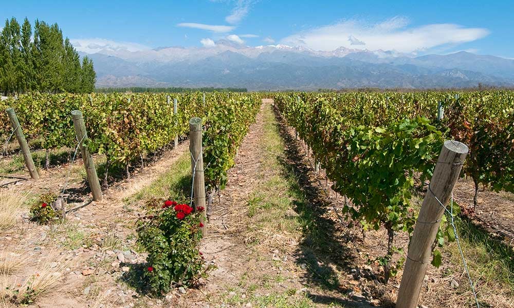 Argentine-Mendoza-vins