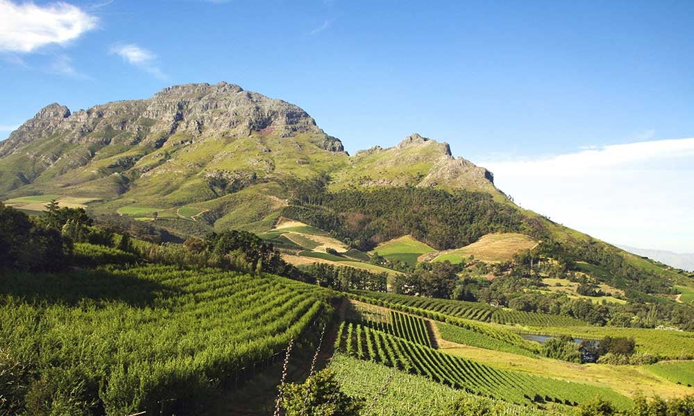Afrique-Du-Sud-Stellenbosch-vins