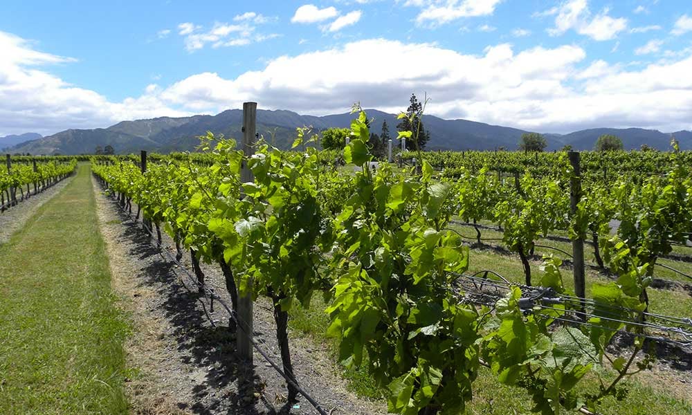 Nouvelle-Zelande-Marlborough-vins