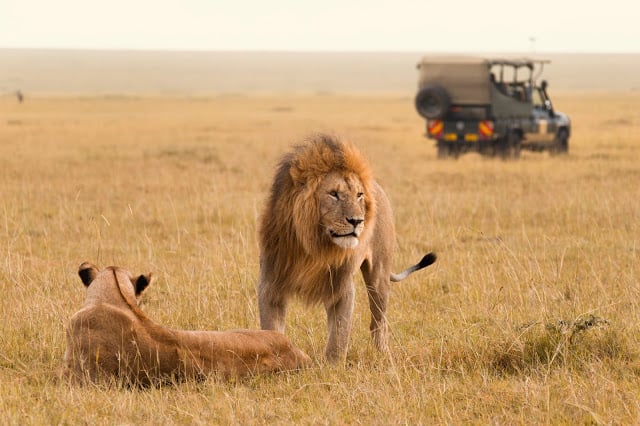 un safari en Afrique avec des lions