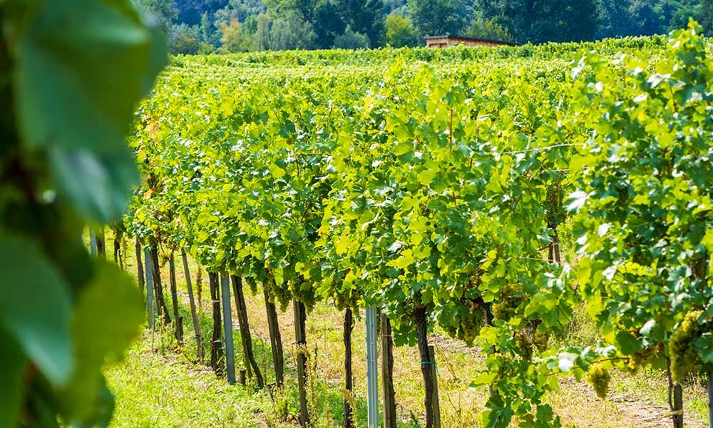 Vignoble de la vallée de Wachau
