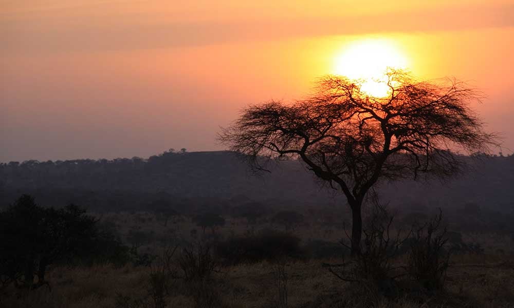 Voyages-Traditours-Safari-Tanzanie