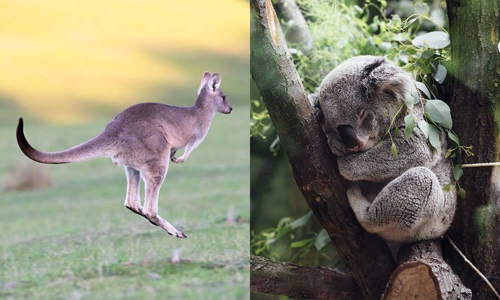 Australie-emblemes-kangourou-koala