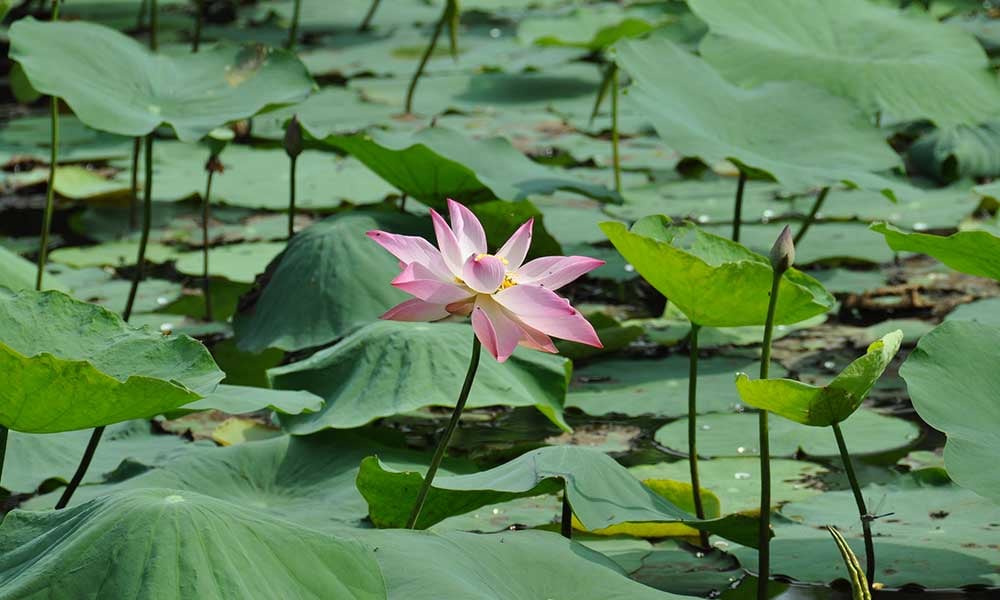 Vietnam-Inde-embleme-fleur-lotus