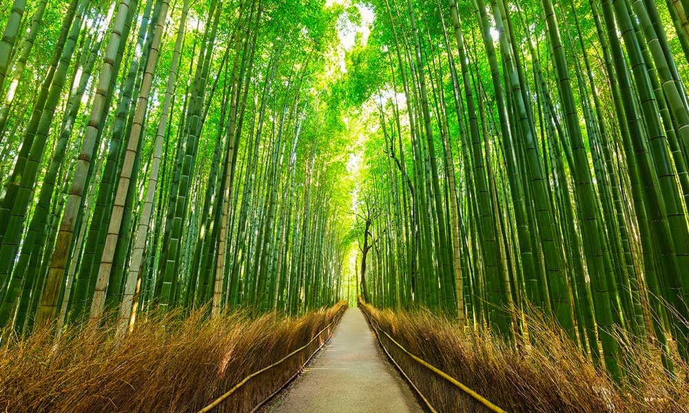 bambouseraie-Arashiyama-Kyoto