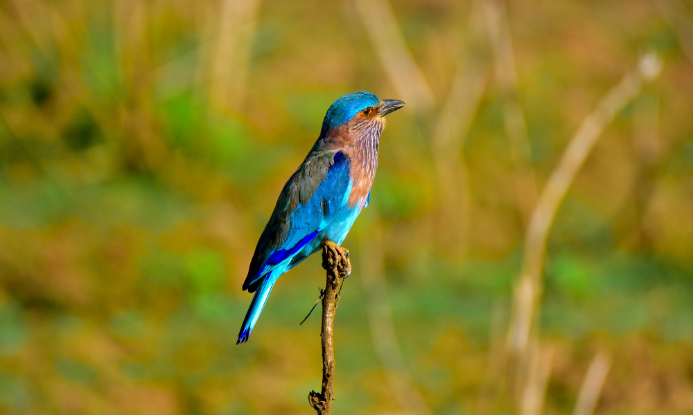 Oiseaux parc national de Yala