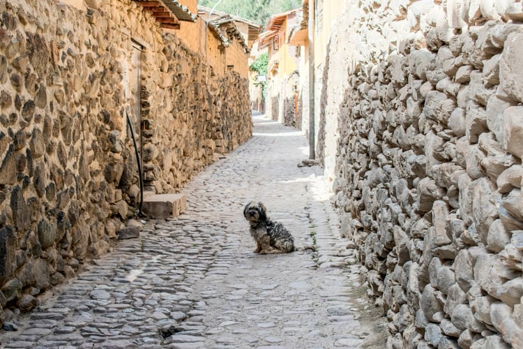Chien dans une ruelle d''Ollantaytambo 