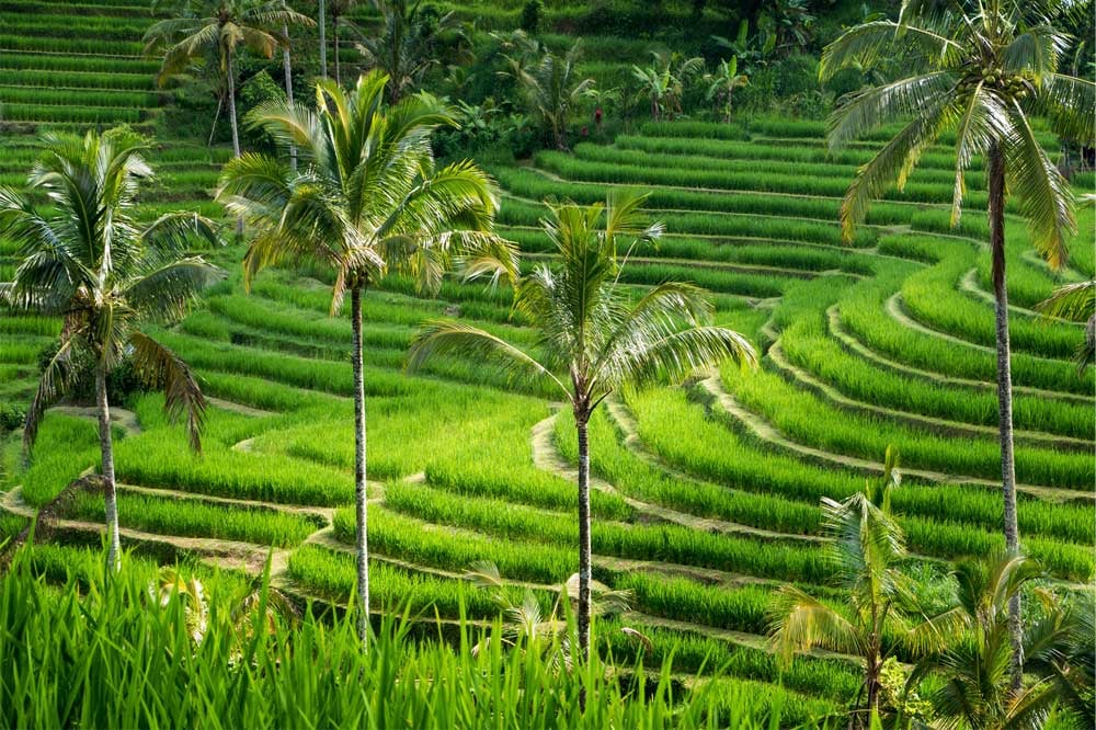 Rizière verdoyante sur l'île de Bali