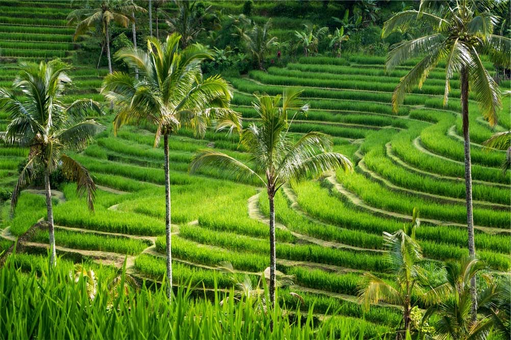 les rizières à étage verdoyantes sur l'île de Bali