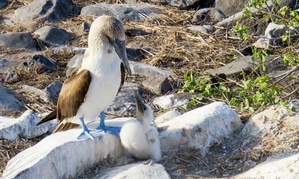 blue-footed-booby-2422192-(pb)