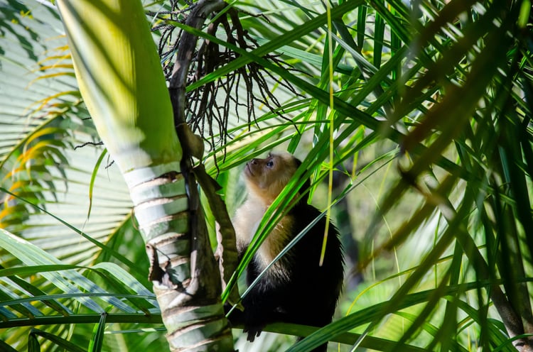 Singe brun et blanc dans les feuillages