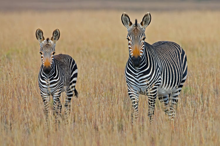 Deux zèbres dans la savane