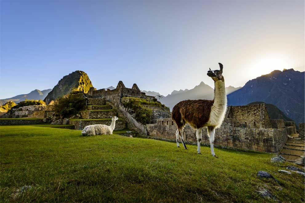 iStock-542826216-Lamas-Machu-Picchu