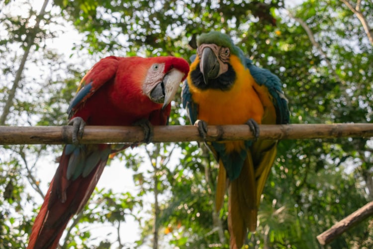 Perroquet dans l'Amazonie péruvienne