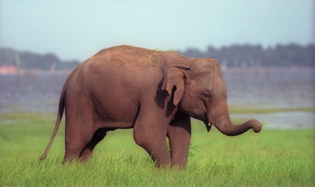Un éléphant dans la nature sauvage de l'Inde du Sud