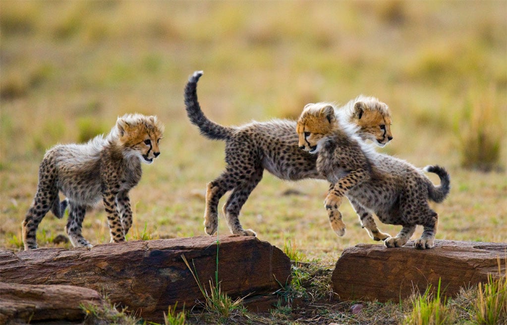 Trois petits guépards s'amusant sur un rocher dans la savane en Tanzanie.