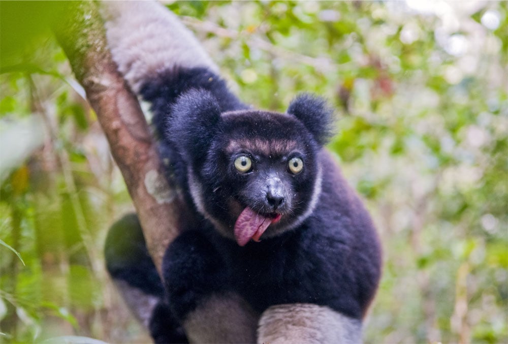 lemurien malgache sur une branche