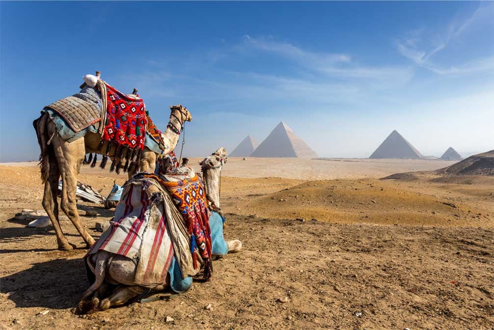 Deux dromadaires devant les pyramides de Gizeh en Égypte