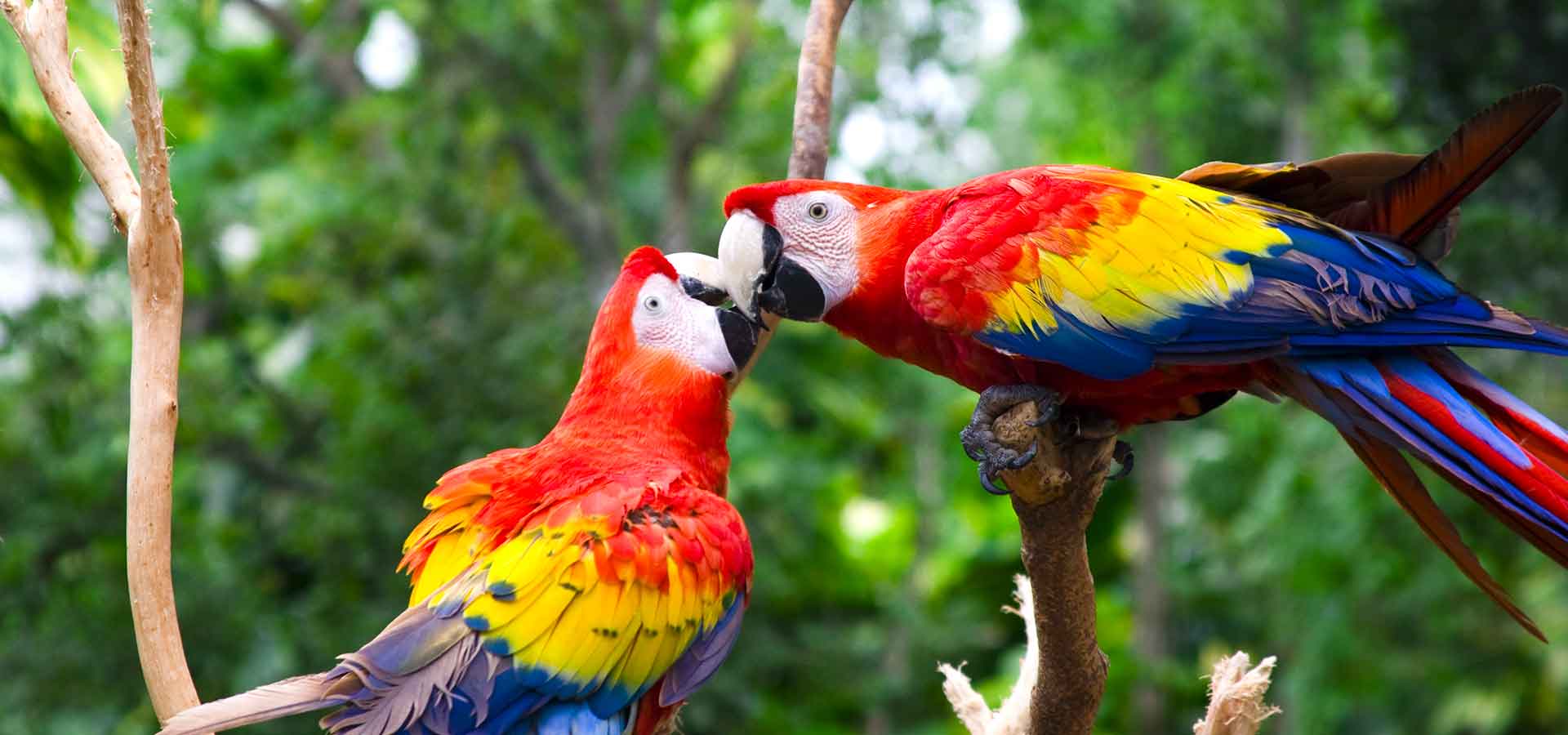 Perroquets au Costa Rica