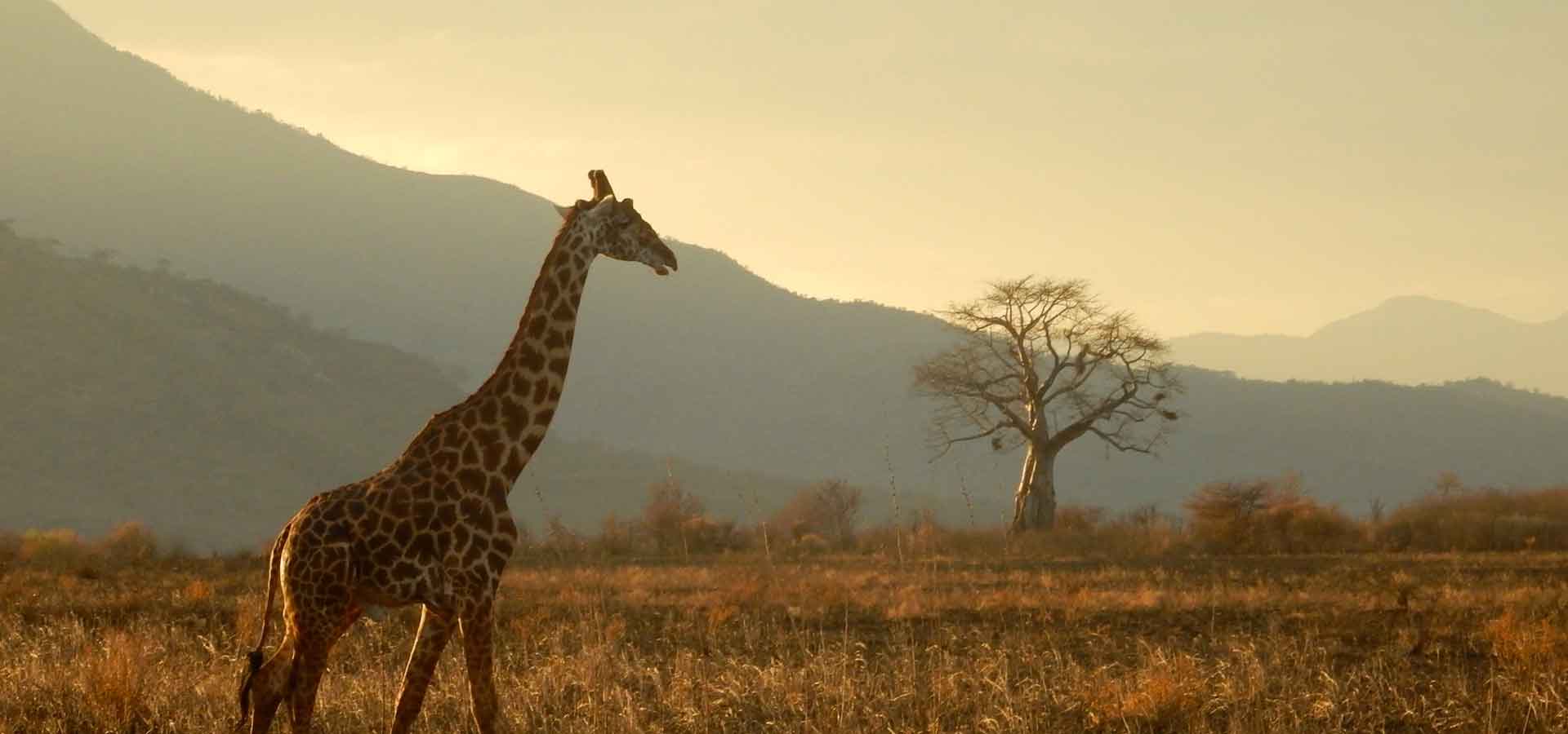 Voyage-Afrique-Tanzanie-safari