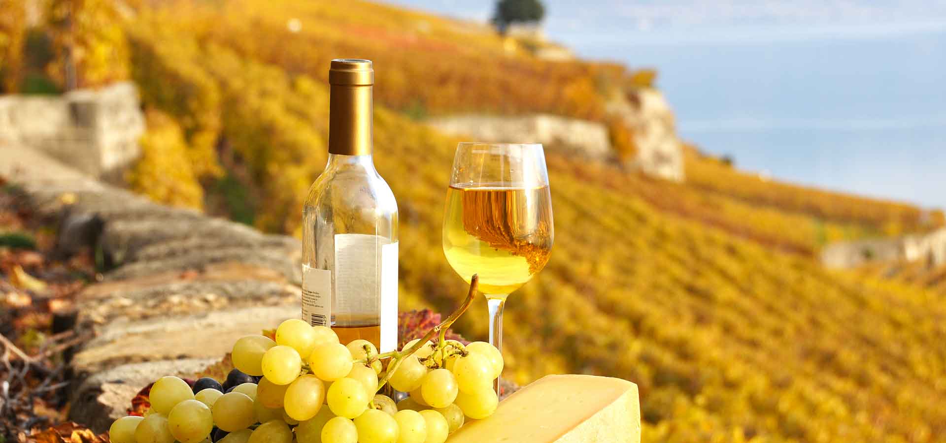 Destinations-vinicoles-amateurs-vins